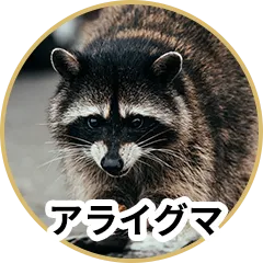 天井裏にアライグマが住み着いている